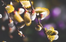 芽孢图片免费下载,芽孢设计素材大全,芽孢模板下载,芽孢图库-图行天下