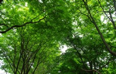 绿树树林绿叶