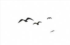 飞鸟海鸥