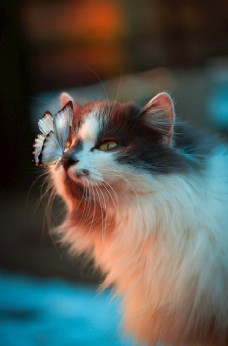 宠物狗高冷美丽的猫咪鼻子上蝴蝶
