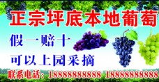 水果活动葡萄采摘园葡萄广告