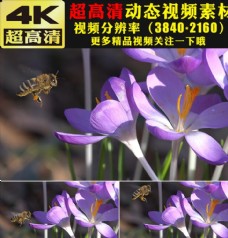 风情春天春季蜜蜂花朵鲜花实拍视频