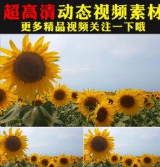 蓝色背景向日葵太阳花花海植物实拍视频