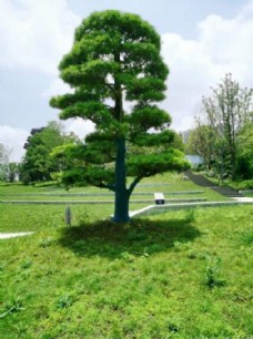 绿化景观罗汉松树