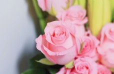粉色玫瑰花鲜花摄影图