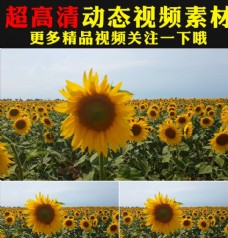 绿背景向日葵太阳花花海植物视频素材