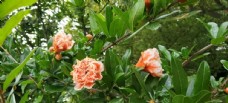 自然景观风景石榴花花朵橙色花