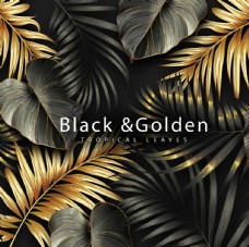 黑金热带植物