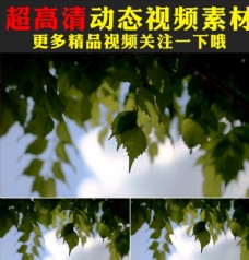 蓝天白云植物树树叶视频素材
