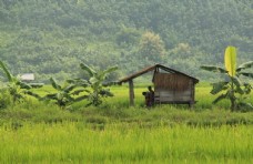 田园风景老挝旅游田园自然风景