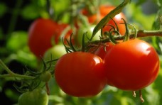 果蔬干果番茄