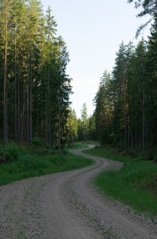 森林小道