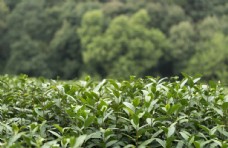 采茶制茶生态自然简约背景素材