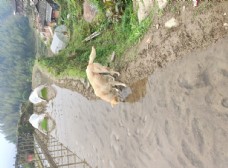 宠物狗喝水的中华田园犬