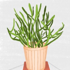 手绘植物插画