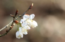 春季主题樱花