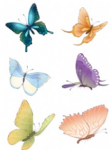蝴蝶飞舞飞舞的五彩蝴蝶套图