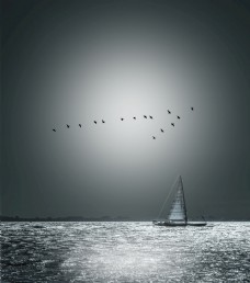 海上孤帆海鸥图