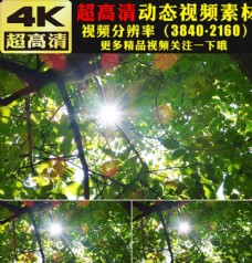 绿色叶子小清新叶子阳光空镜头视频素材