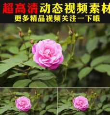 树林玫瑰牡丹月季春天鲜花花朵视频