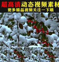 冬天雪里小红果实拍视频