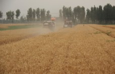 收割小麦