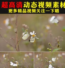 多媒体蝴蝶飞舞鲜花盛开春天美景视频