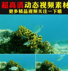 婚礼晚会海底世界鱼群海藻实拍视频素材