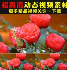 温馨红色玫瑰花瓣花朵盛开视频