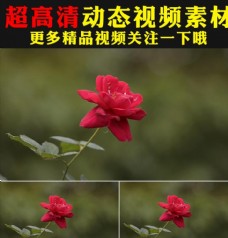 娇艳红色玫瑰花瓣花朵盛开视频