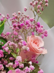 粉色玫瑰花束