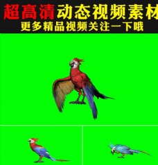 鹦鹉八哥绿屏抠像视频合成素材