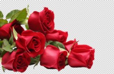 玫瑰花朵情人节海报素材
