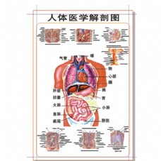 人体医学解剖图