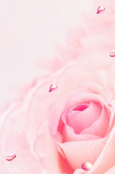 唯美粉色玫瑰花背景