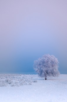 树木雪景