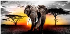 大自然非洲大象
