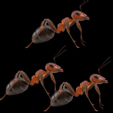 大自然蚂蚁