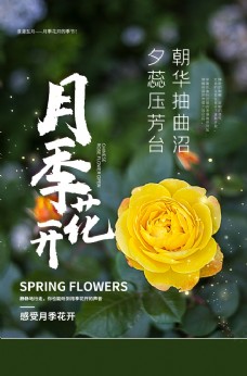 月季花开花朵活动宣传海报素材