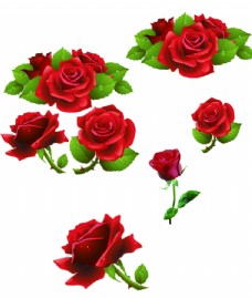 png抠图高清玫瑰花