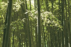 大自然竹林