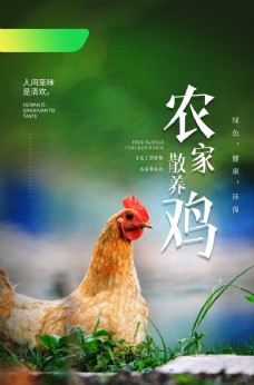 农家鸡生态活动促销宣传海报素材