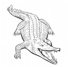 手绘线描线稿野生动物小鳄鱼插画图片
