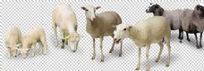 羊群动物自然生态合成海报素材