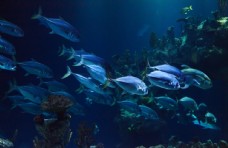 鱼海洋水族馆