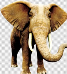 大自然大象自然生态动物合成海报素材