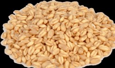 成熟的小麦麦子麦粒金黄