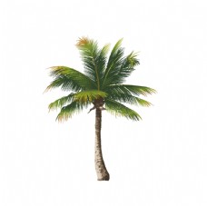 移门椰子树