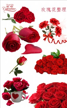 红色花朵玫瑰玫瑰花