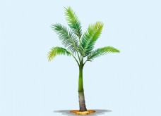 大自然椰子树